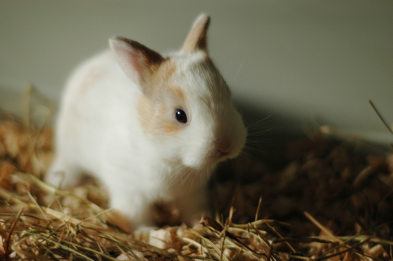 Image - rabbit small bunny cute animal