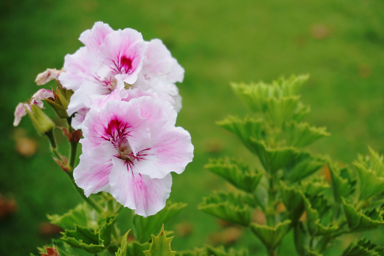 Image - flower fresh green flora nature