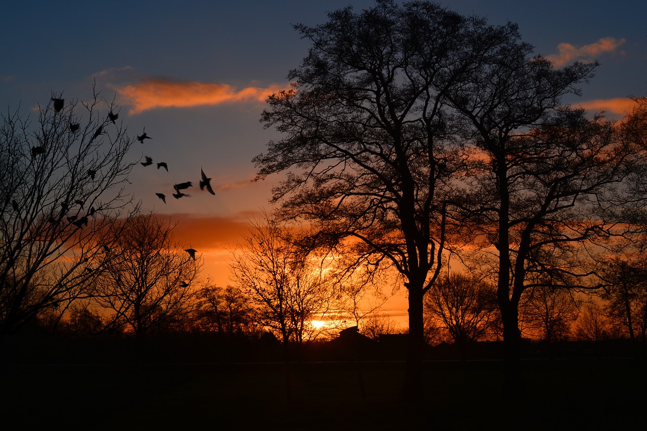 Image - sunrise morgenrot skies bird