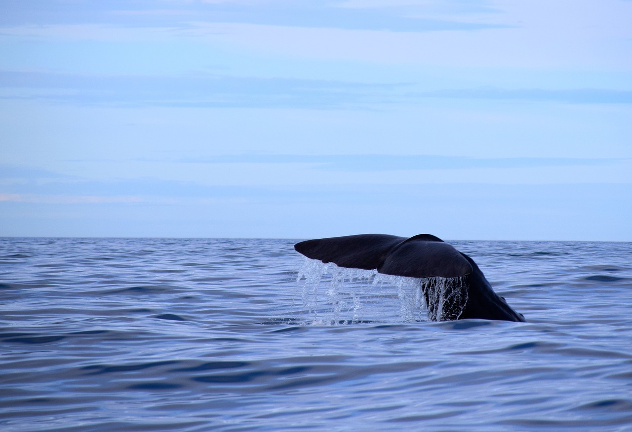 Image - sperm whale norway nordland wal