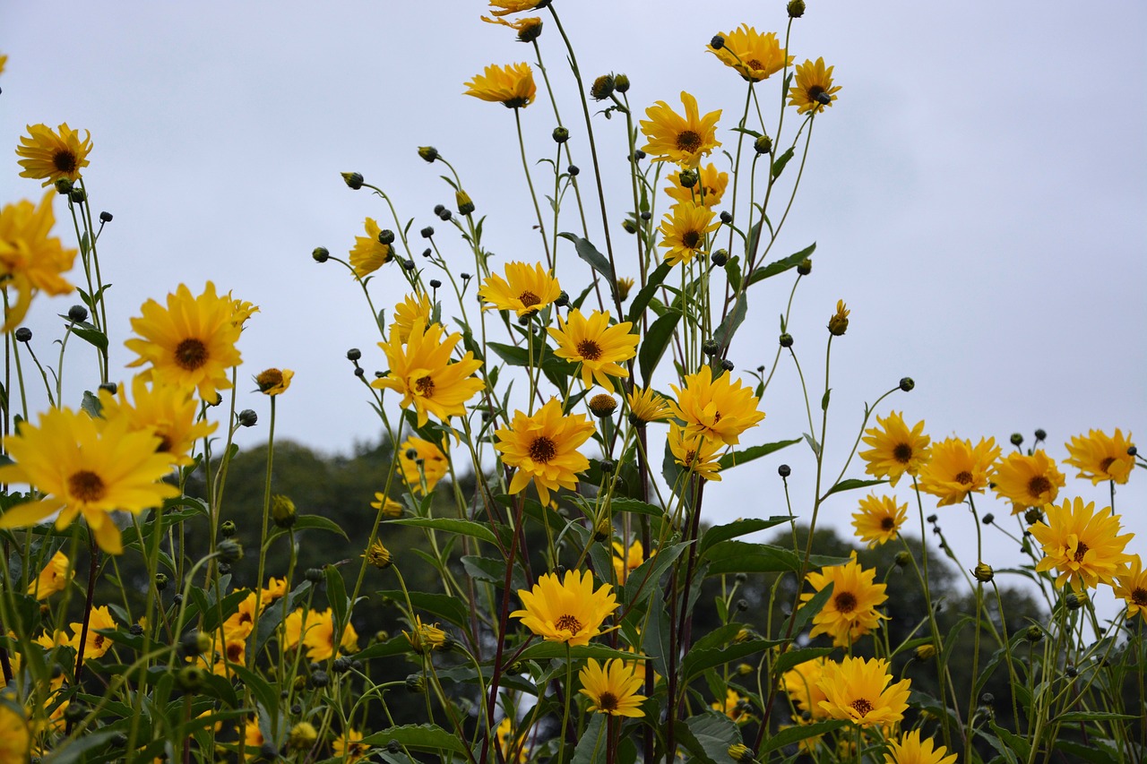 Image - flower yellow flowers bouquet