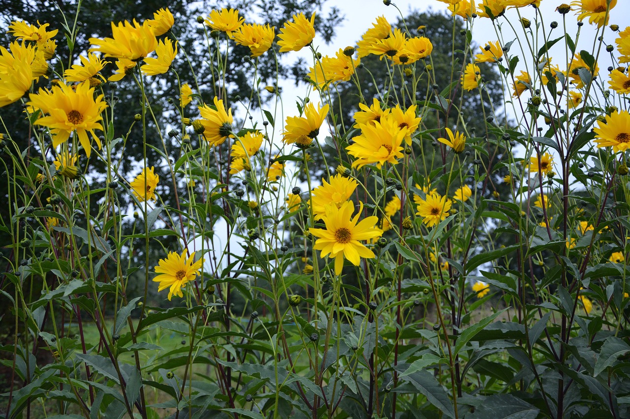 Image - yellow flowers bouquet