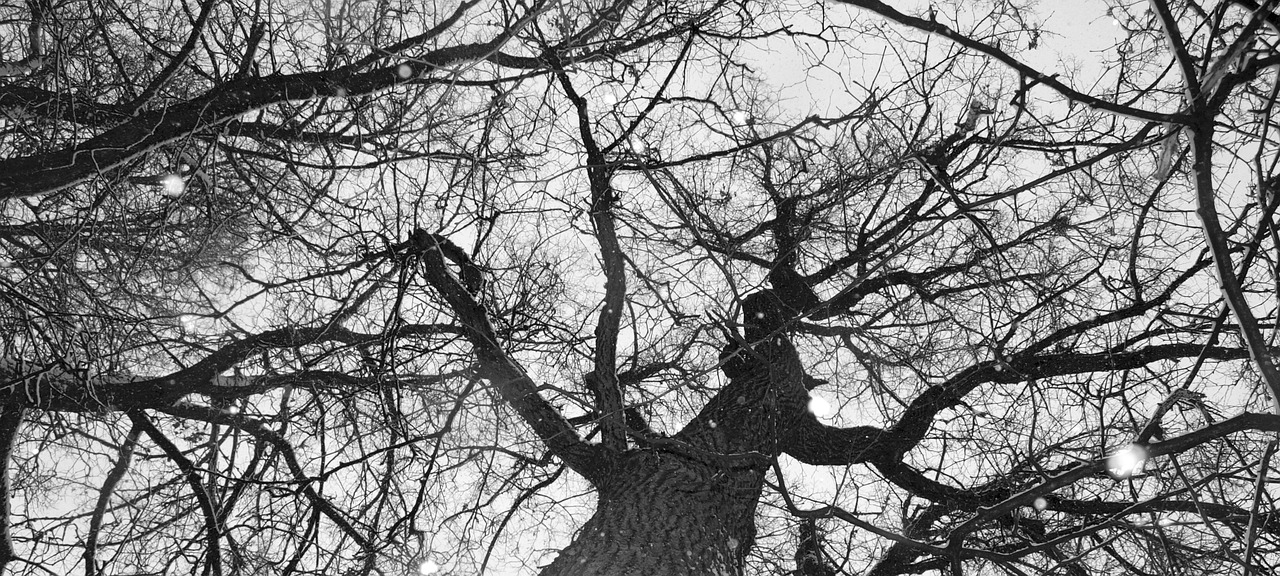 Image - tree aesthetic winter kahl karg
