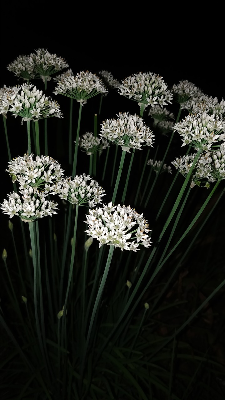 Image - flowers night shot white flowers