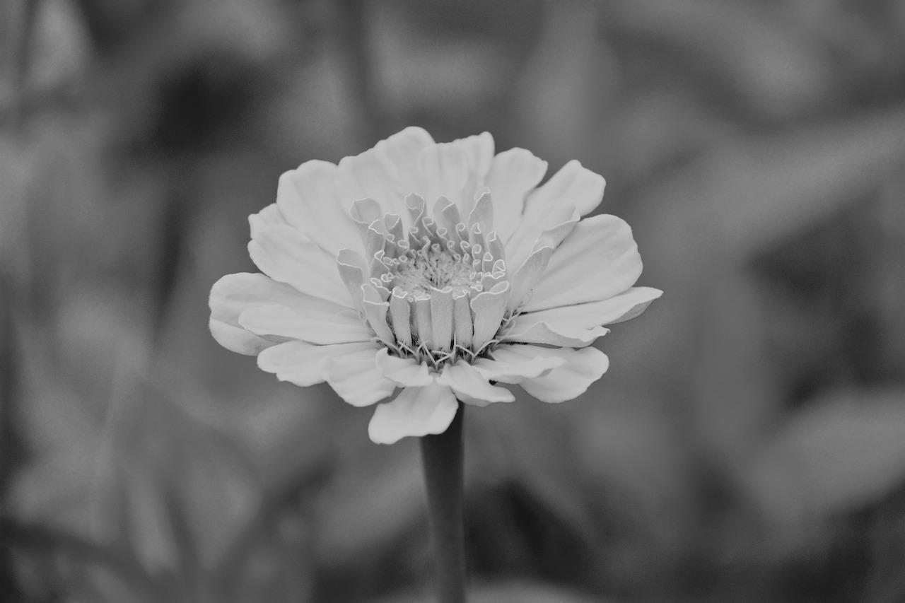 Image - flower photo black white nature