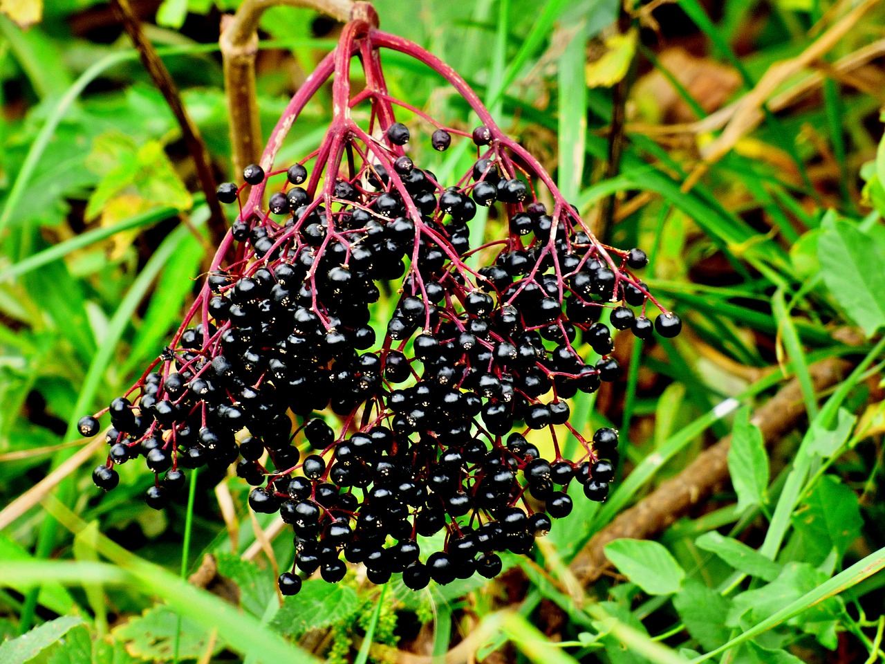 Image - elder black fruits nature autumn