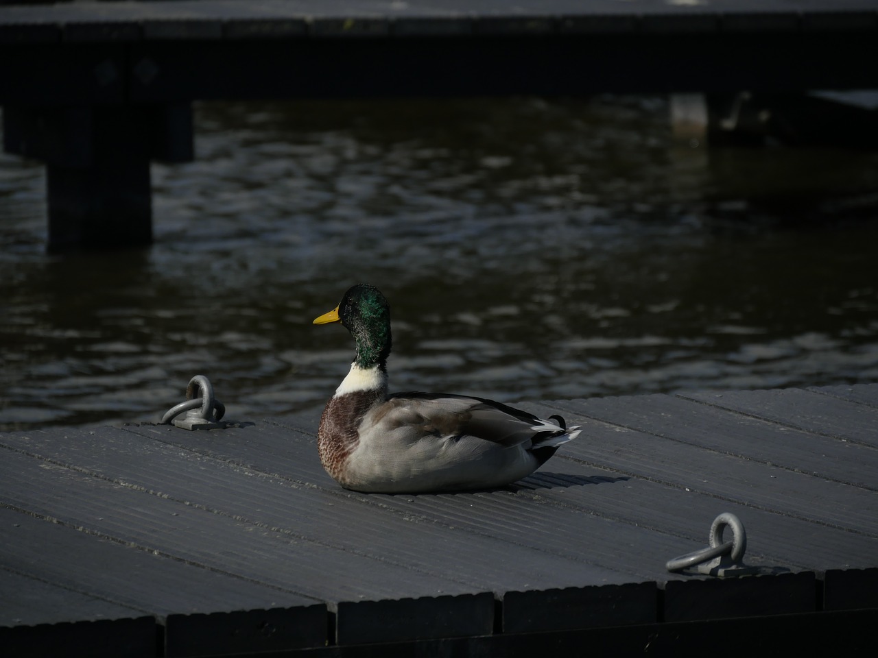 Image - duck water web water bird animal