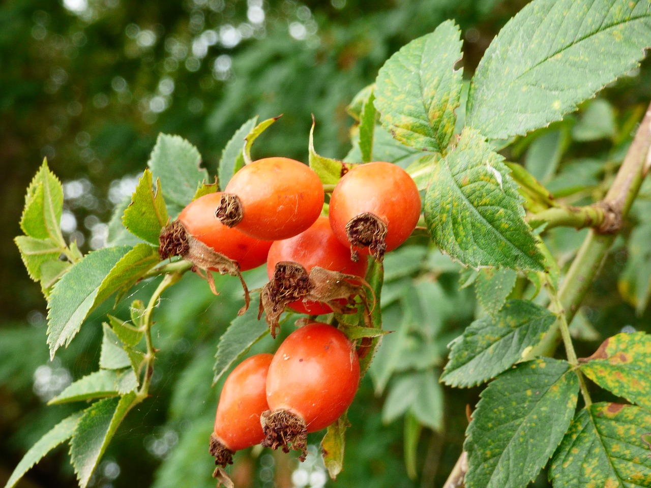 Image - sleeping beauty rose fruits autumn