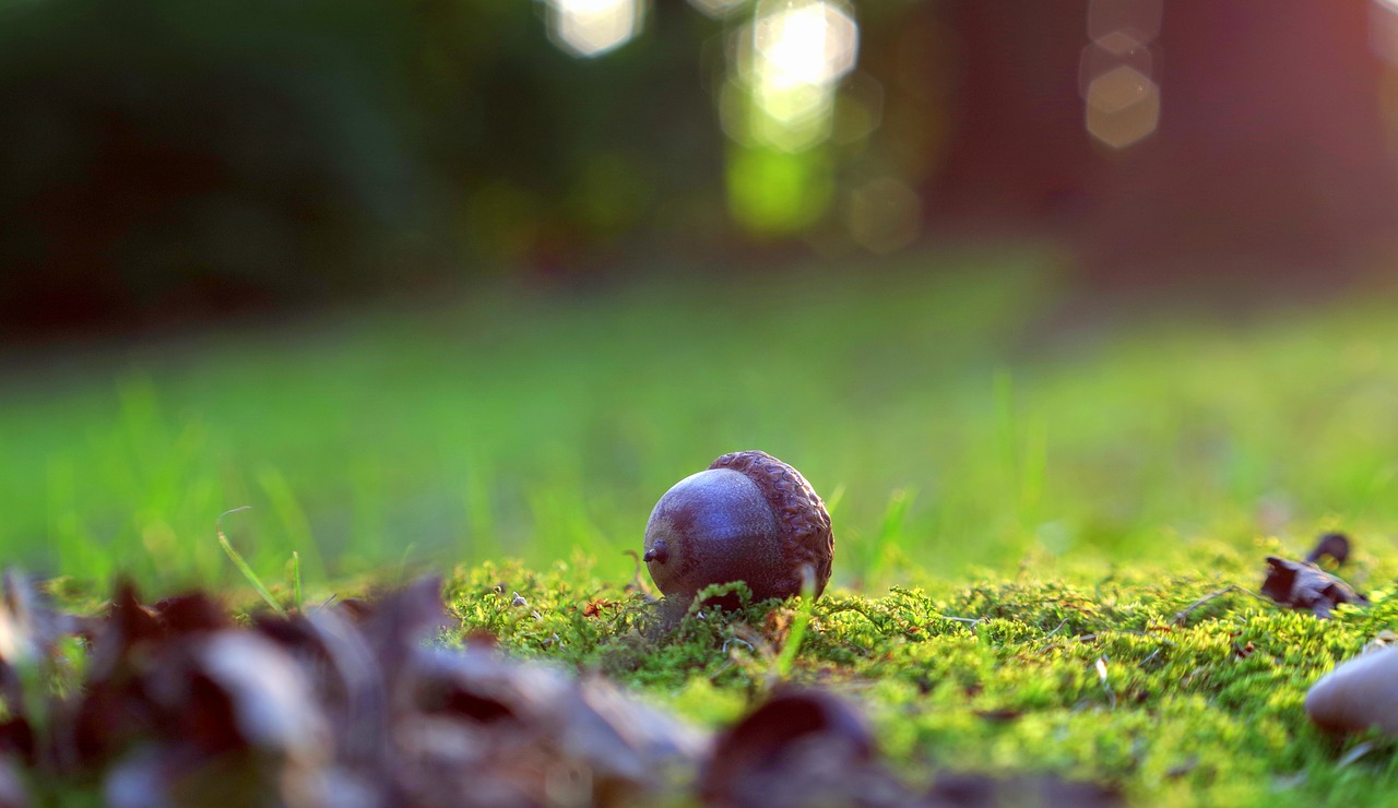 Image - acorn moss forest green plating