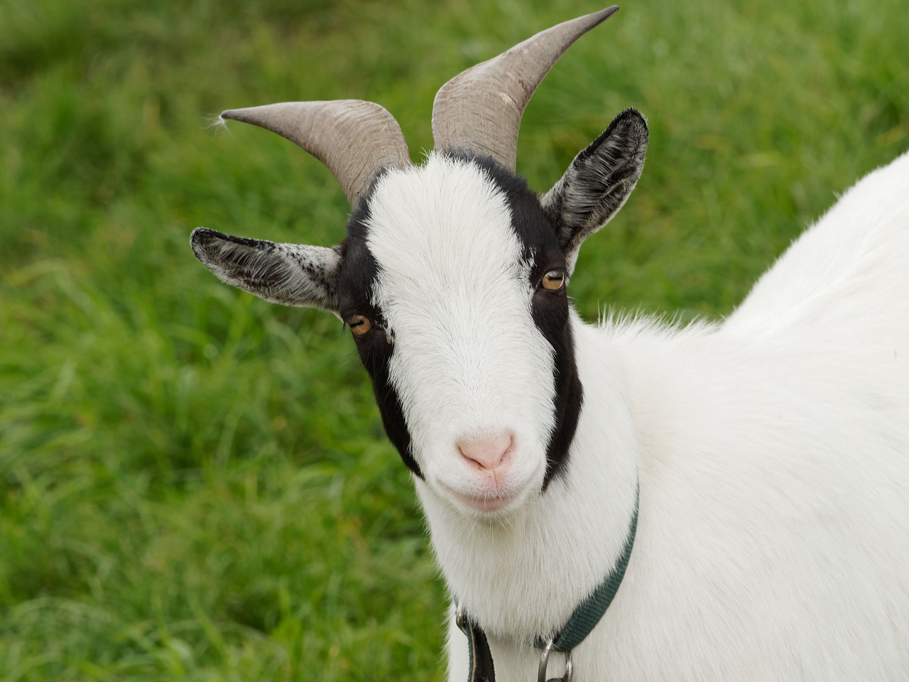 Image - goat goats capra cabris kid