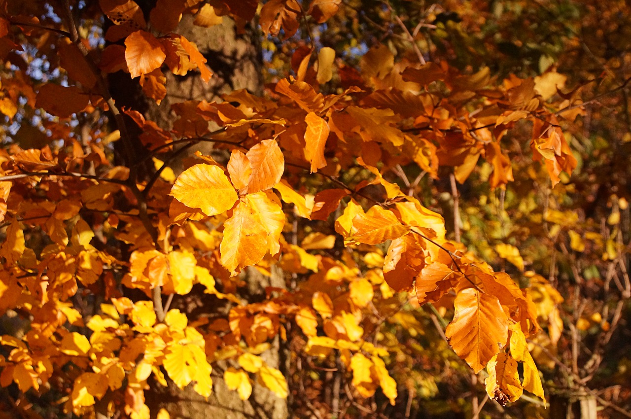 Image - autumn tree bush leaves aesthetic