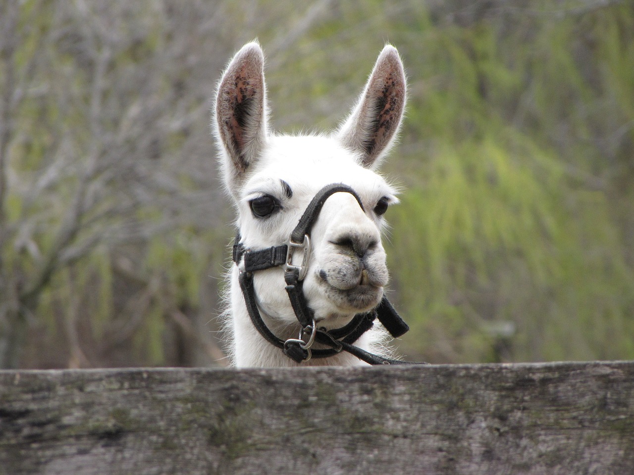 Image - llama animal petting zoo farm