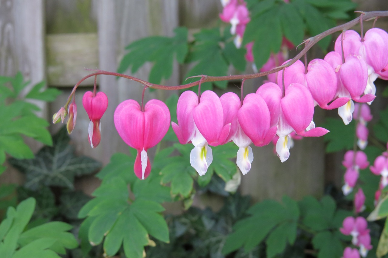 Image - flower bleeding heart plant bleeding