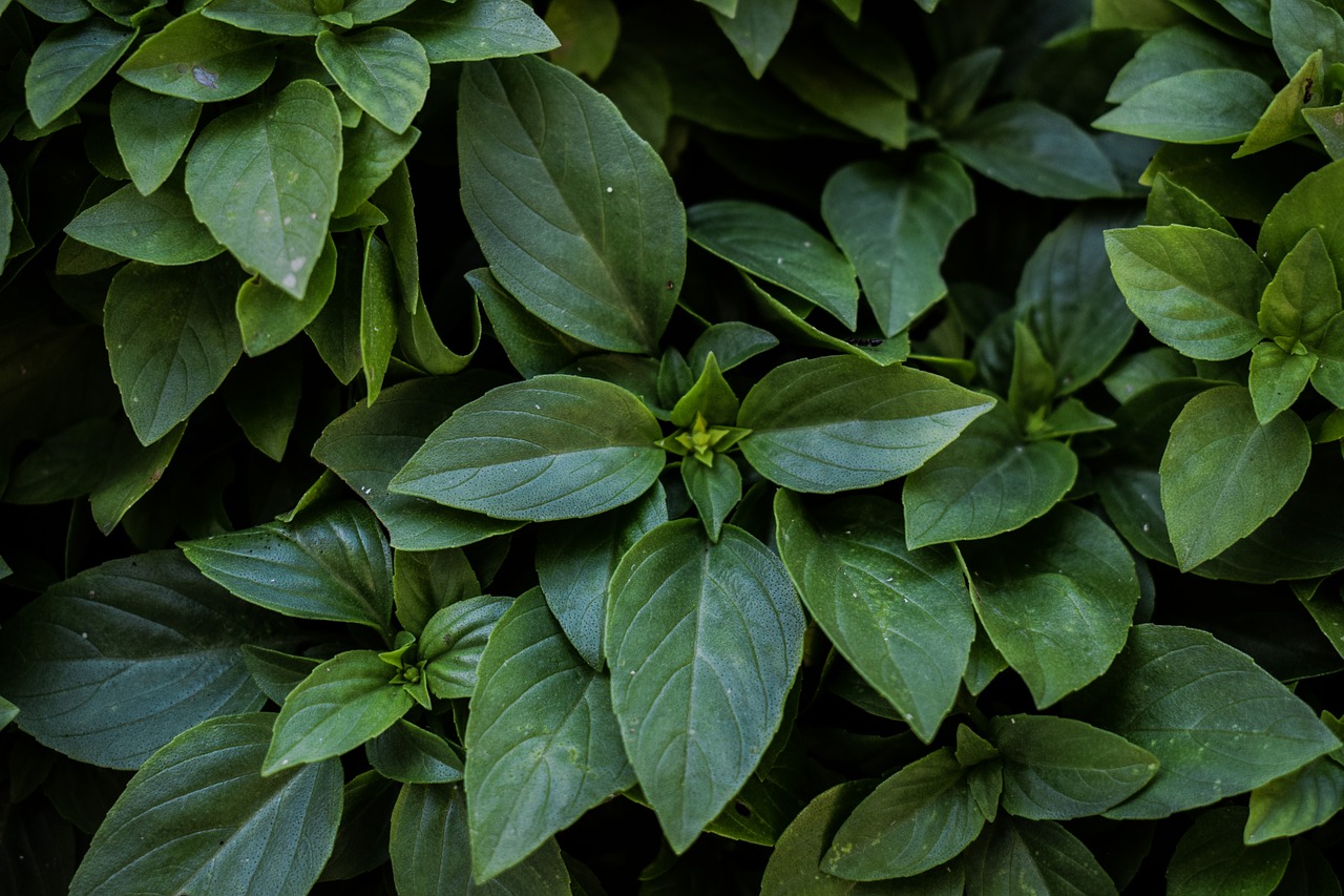 Image - basil plant herb fresh green