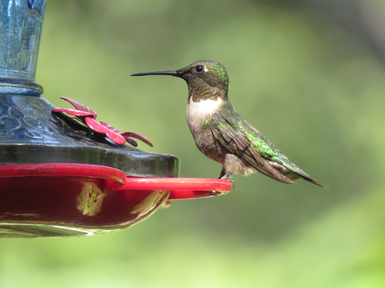 Image - bird hummingbird colorful wildlife