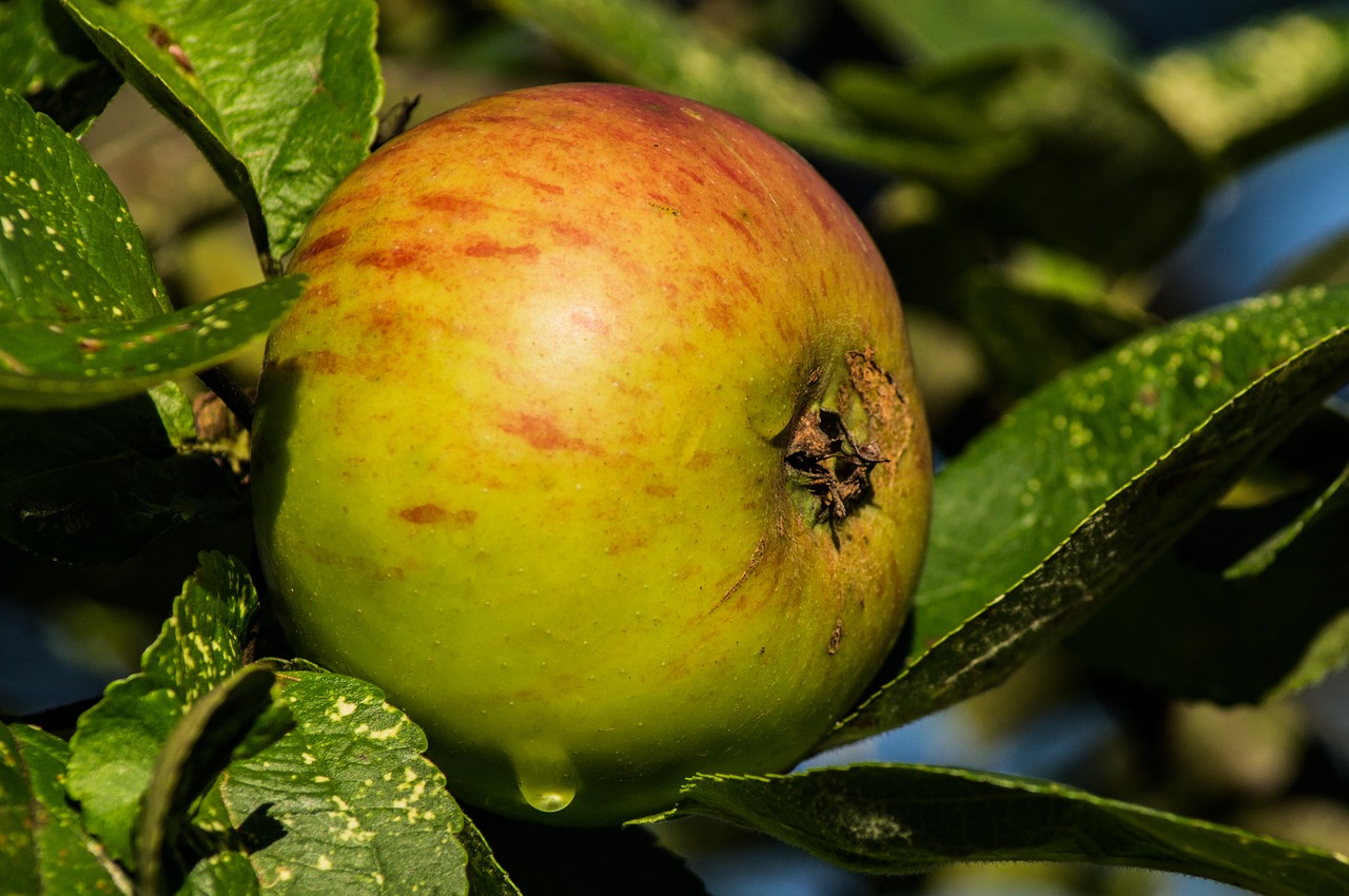 Image - apple close ripe apple tree fruit