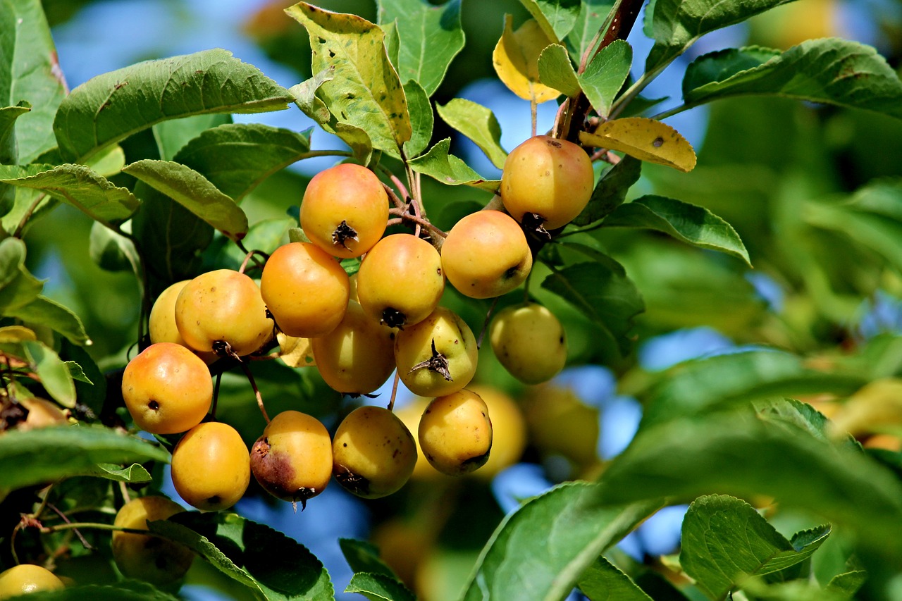 Image - ornamental shrub berries orange
