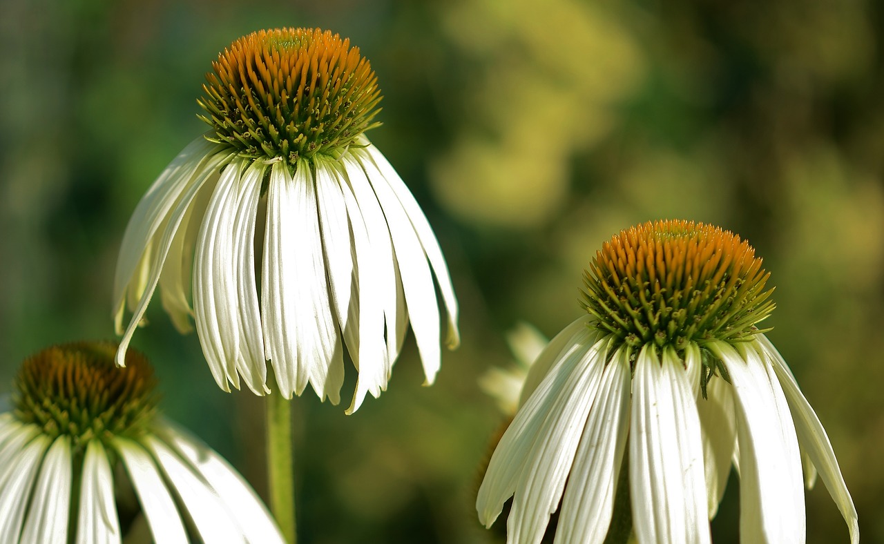 Image - flower natur spring floral summer