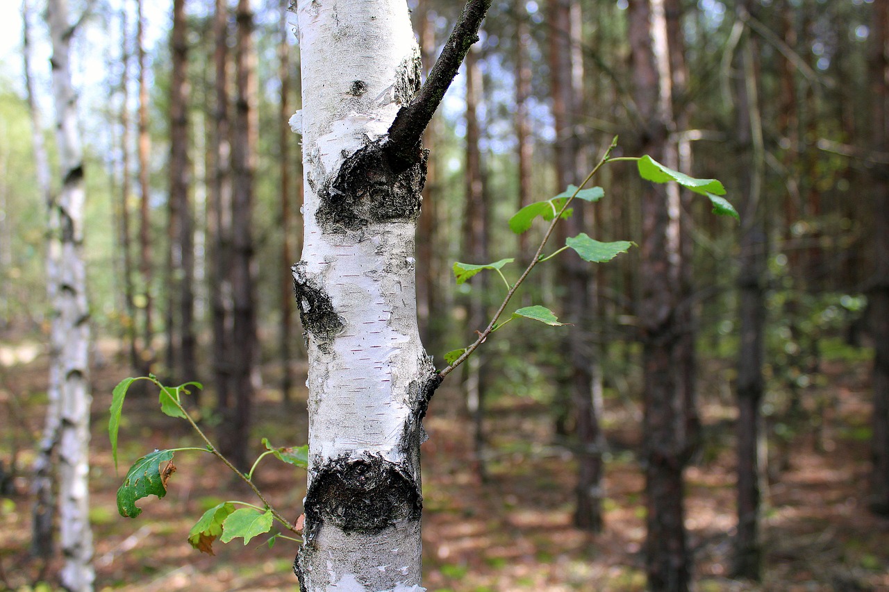 Image - forest birch the bark tree nature