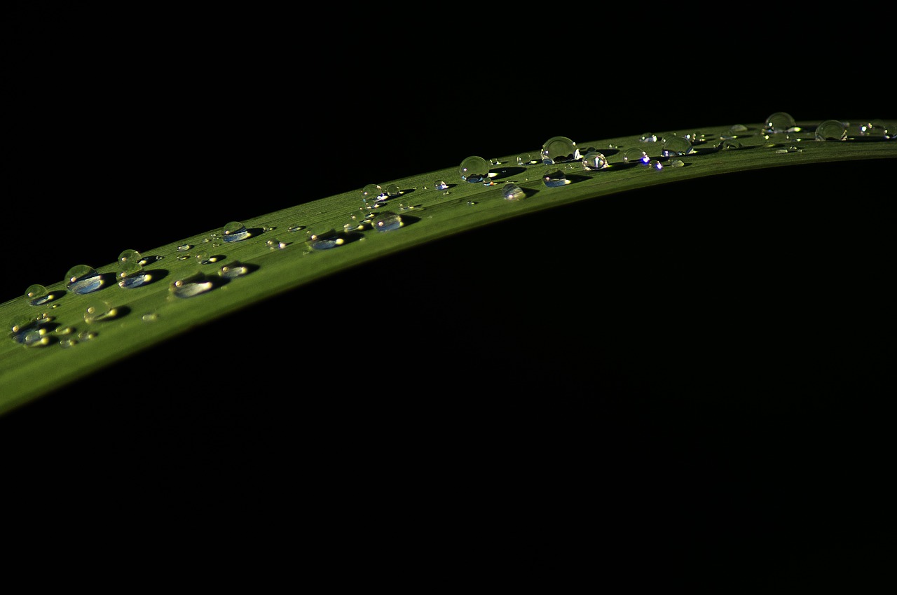 Image - leaf drop of water raindrop dew