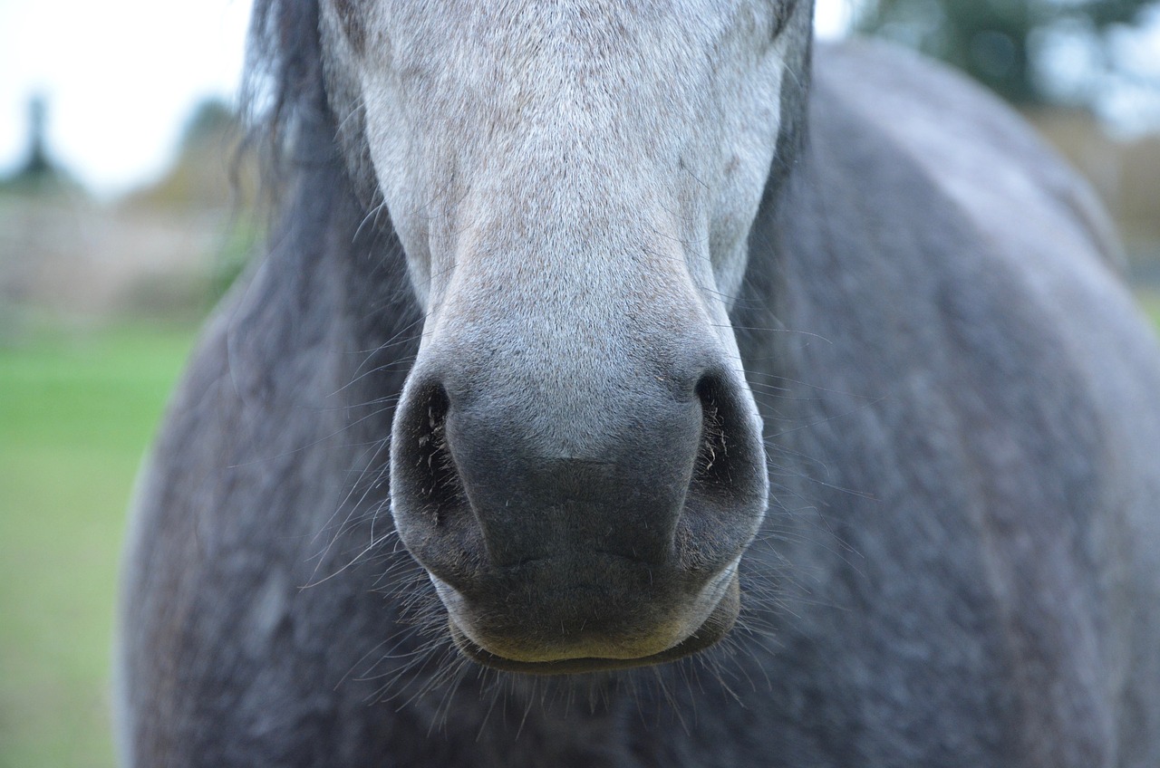 Image - horse nostrils snout chamfer