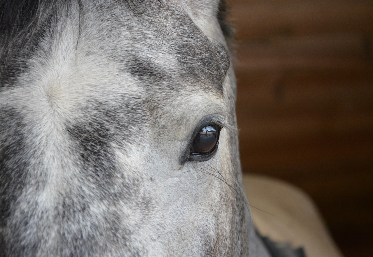 Image - horse eye eye brown muzzle grey