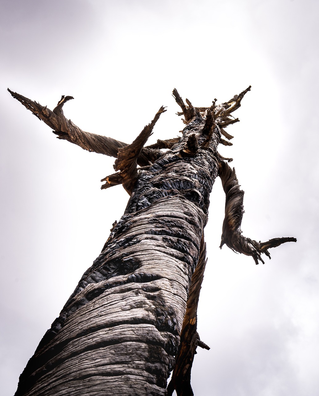Image - tree desert utah national park
