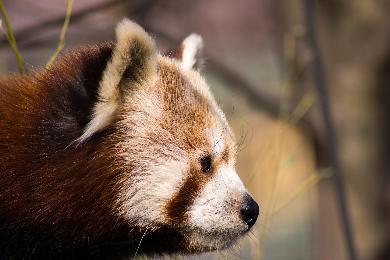 Image - red panda red panda bear panda