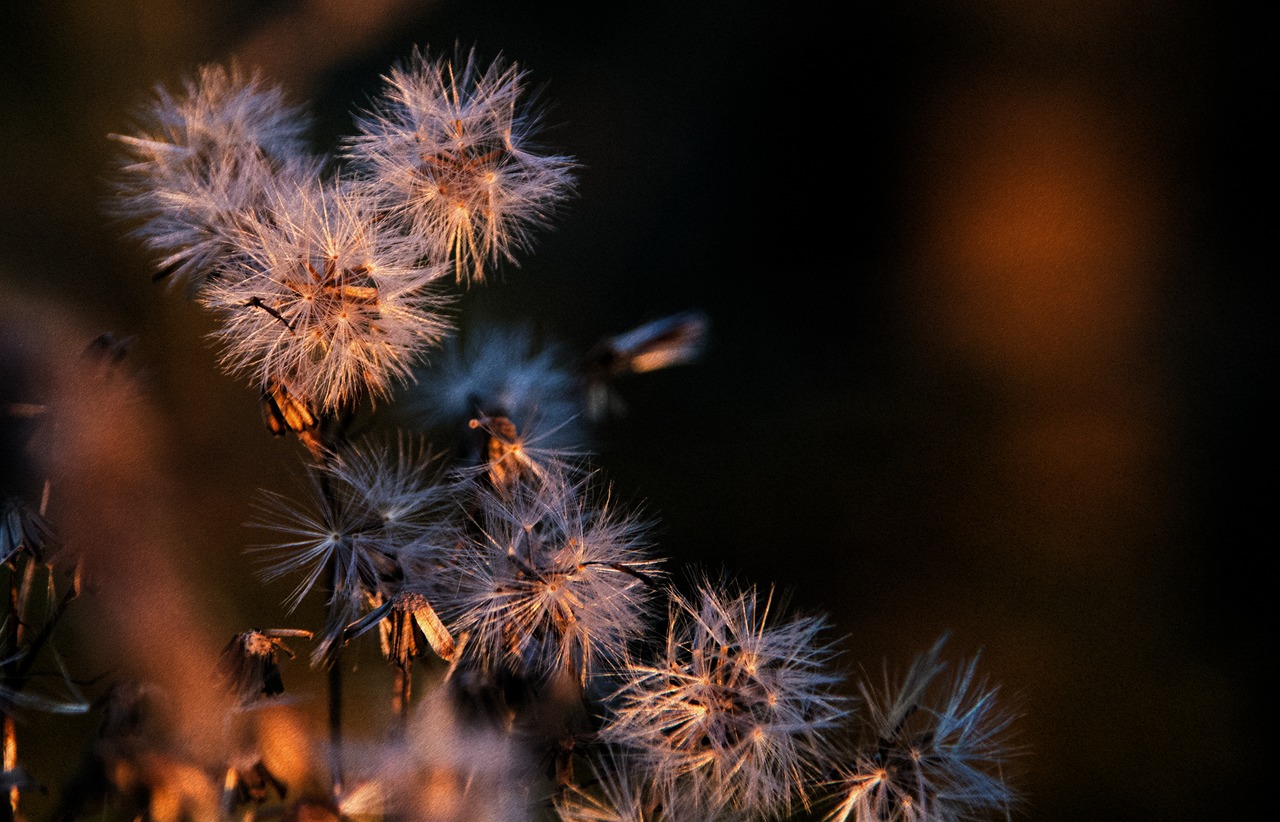 Image - plant sunshine seeds autumn nature