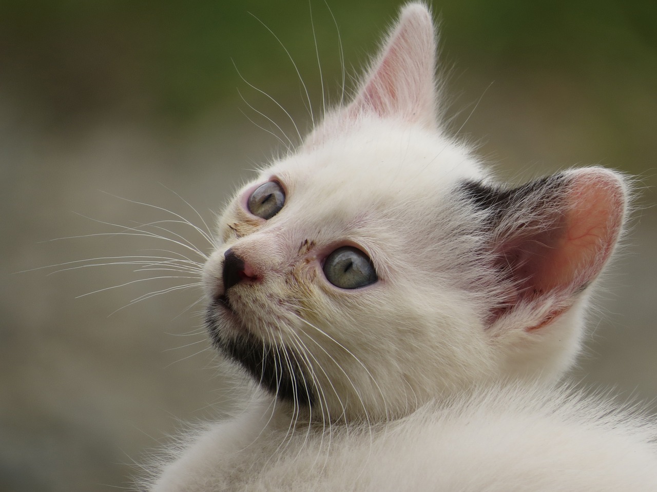 Image - cat feline pet cat head colombia