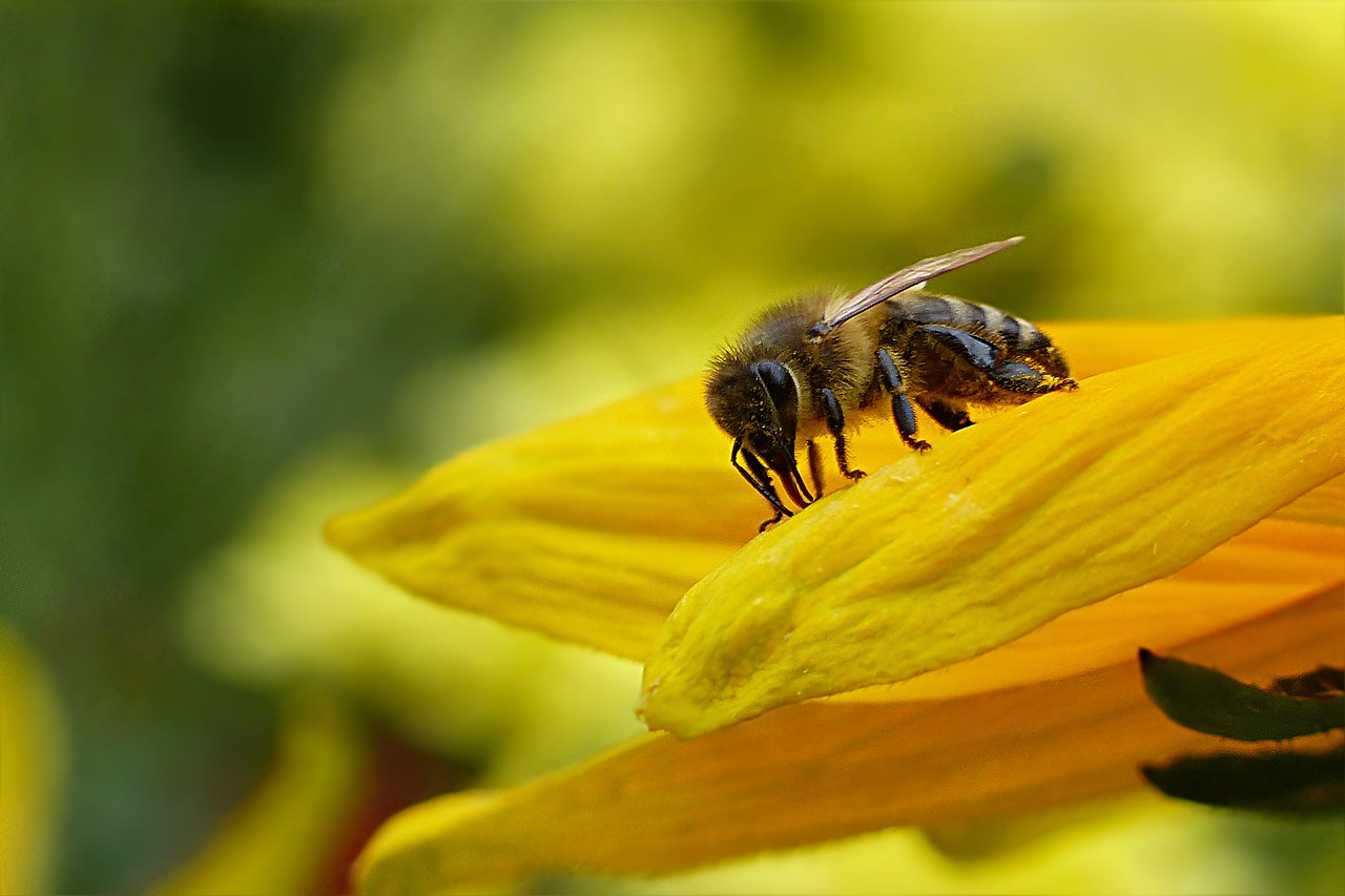 Image - animal insect bee honey bee apis