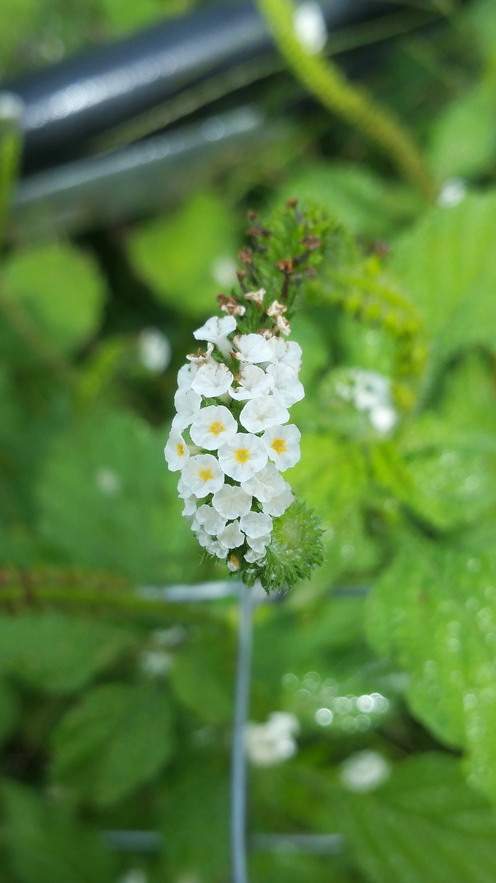 Image - flower white tiny macro yellow