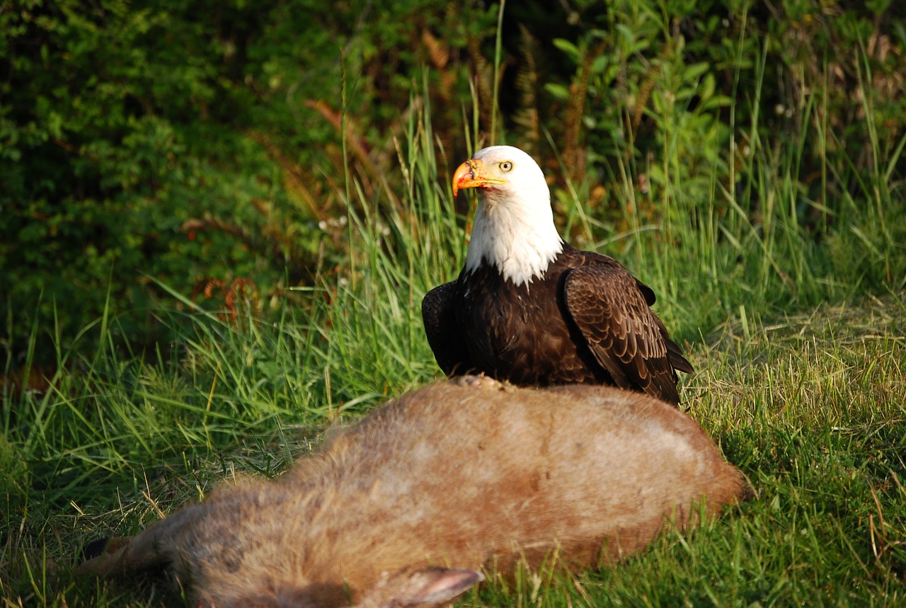 Image - eagle scavenger bird symbol