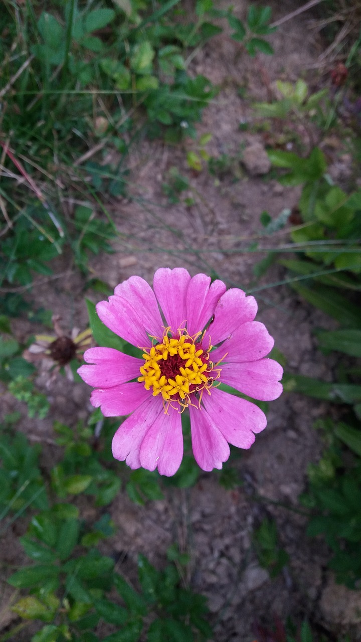 Image - pink flowers kvіtka summer nature