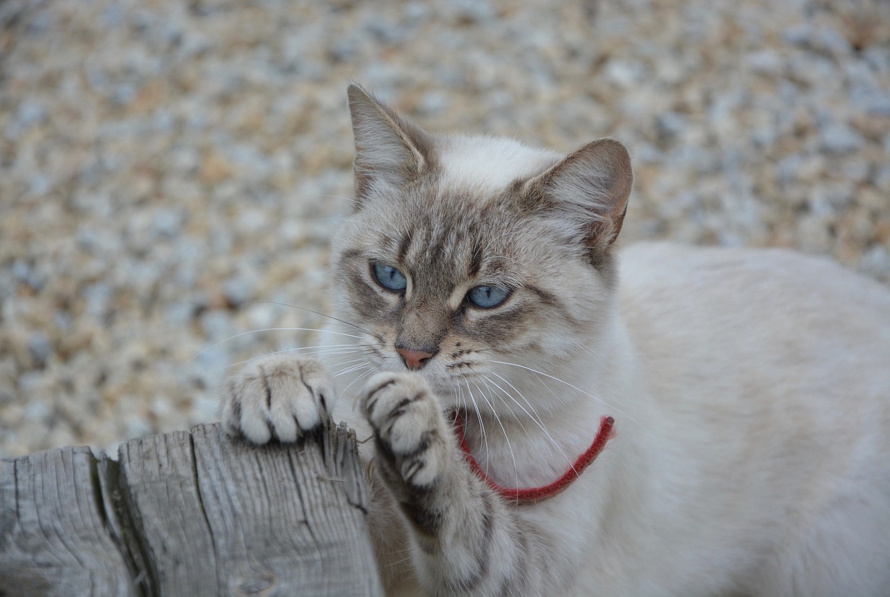Image - cat claws do claw predator feline