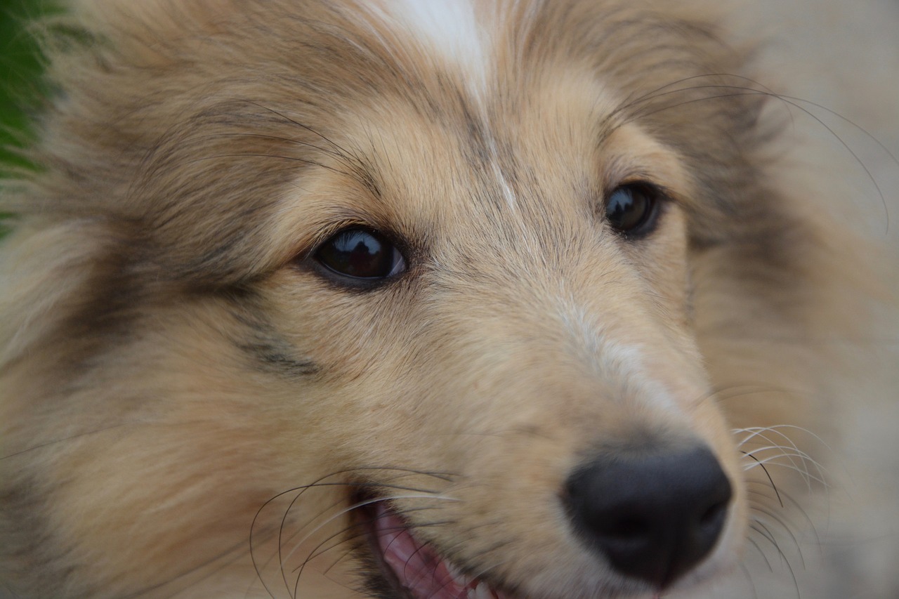 Image - dog next dog shetland sheepdog