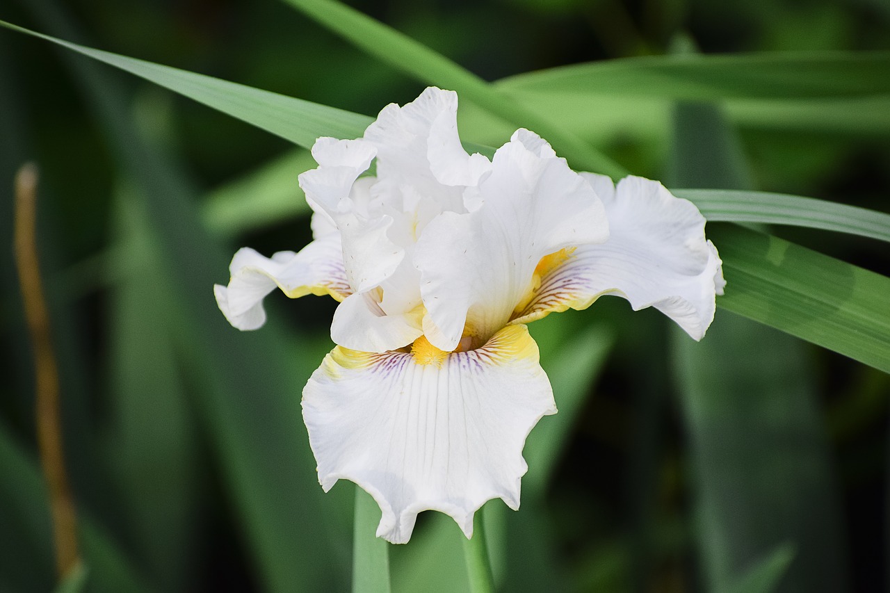 Image - iris flower floral garden blossom