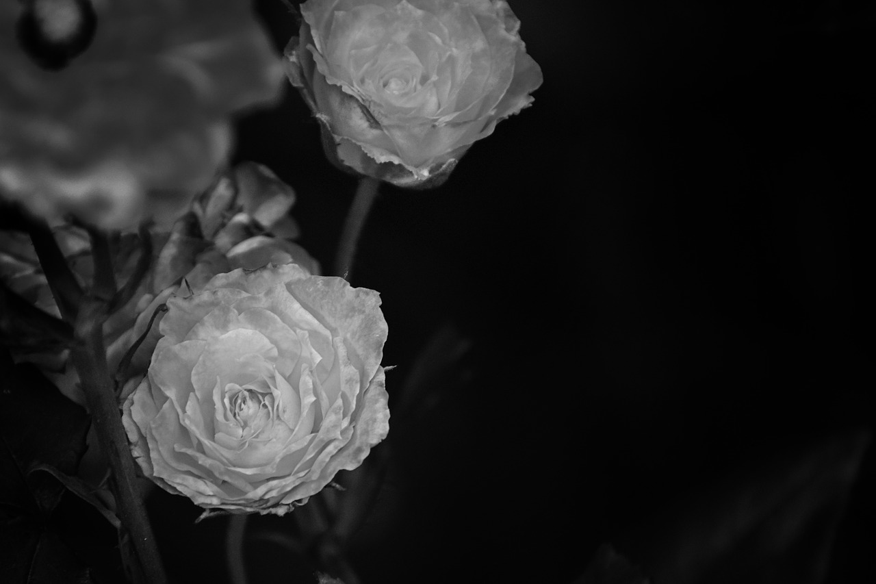 Image - roses black white macro flower