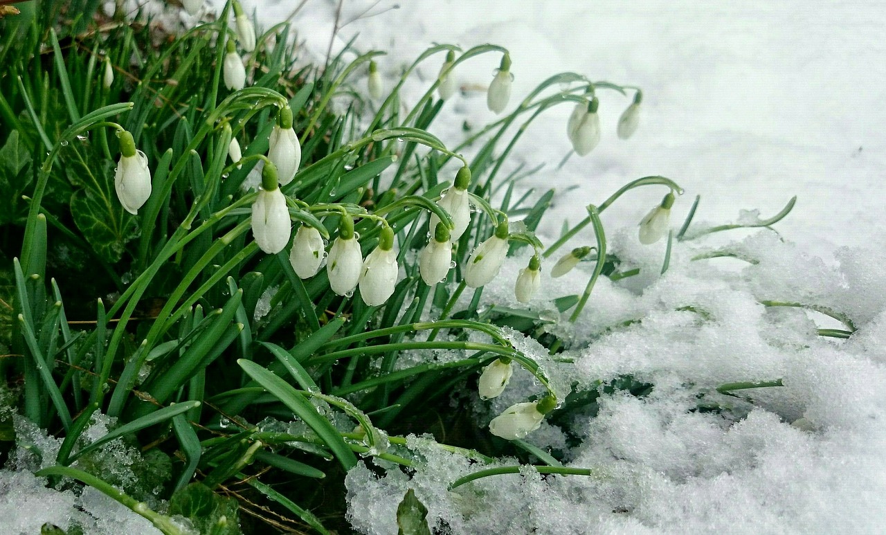 Image - early spring snow snowdrops buried