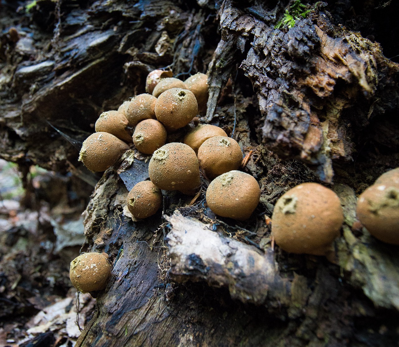 Image - mushrooms puffball de loup forest