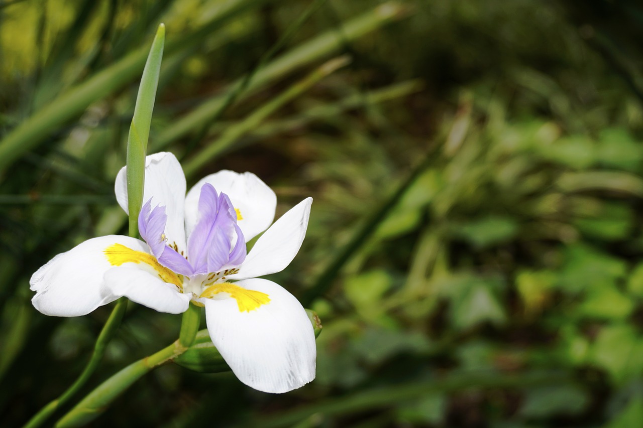 Image - flora plant flower bunga mekar