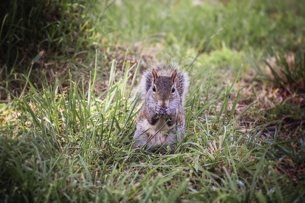 Image - squirrel animal furry fur tail