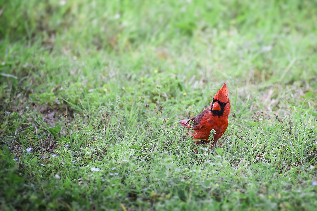 Image - cardinal animal bird fly flying