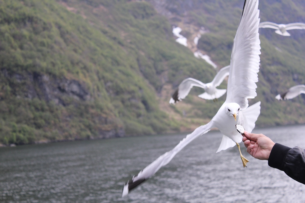 Image - seagull norway fjord flying cloudy