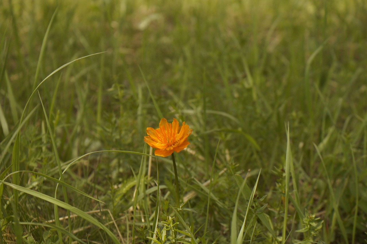 Image - mongolia path flower