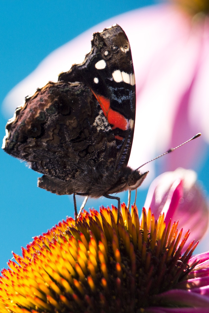 Image - nature papilion macro