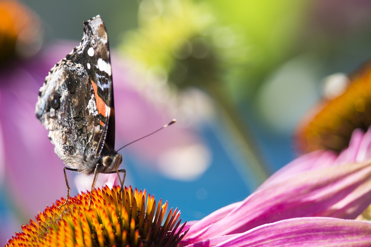 Image - nature papillion macro