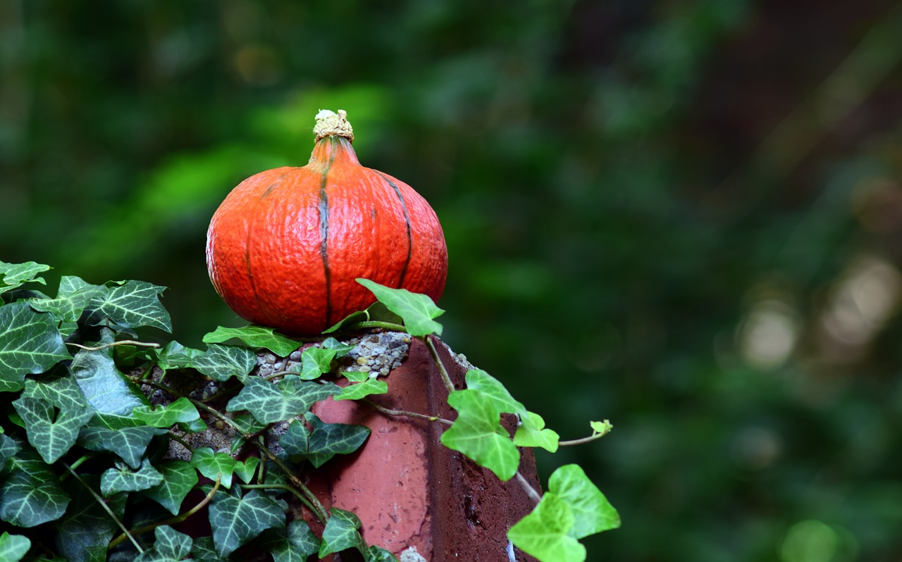 Image - pumpkin hokkaido orange vegetables