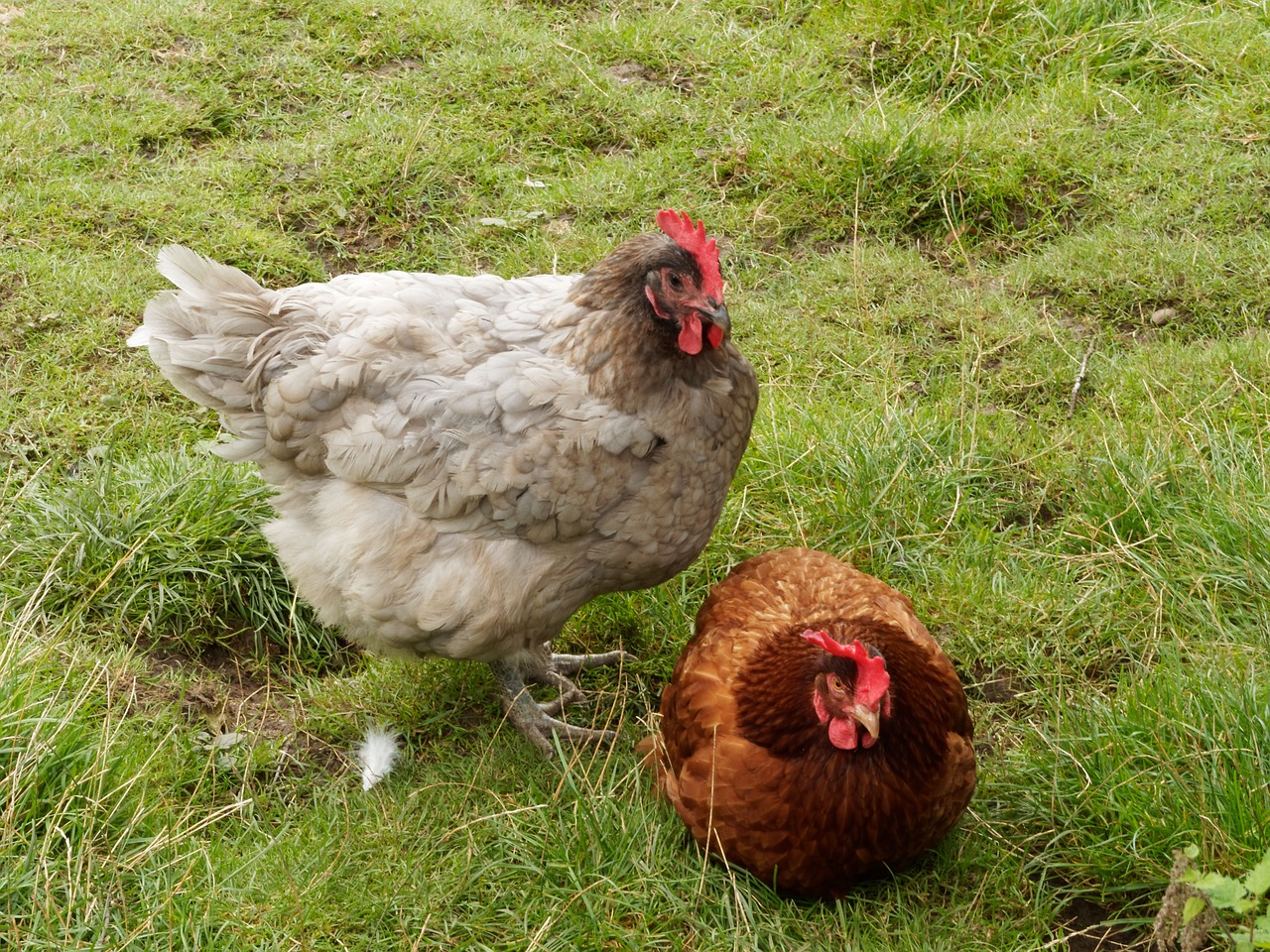 Image - cock hens gallinacées poultry