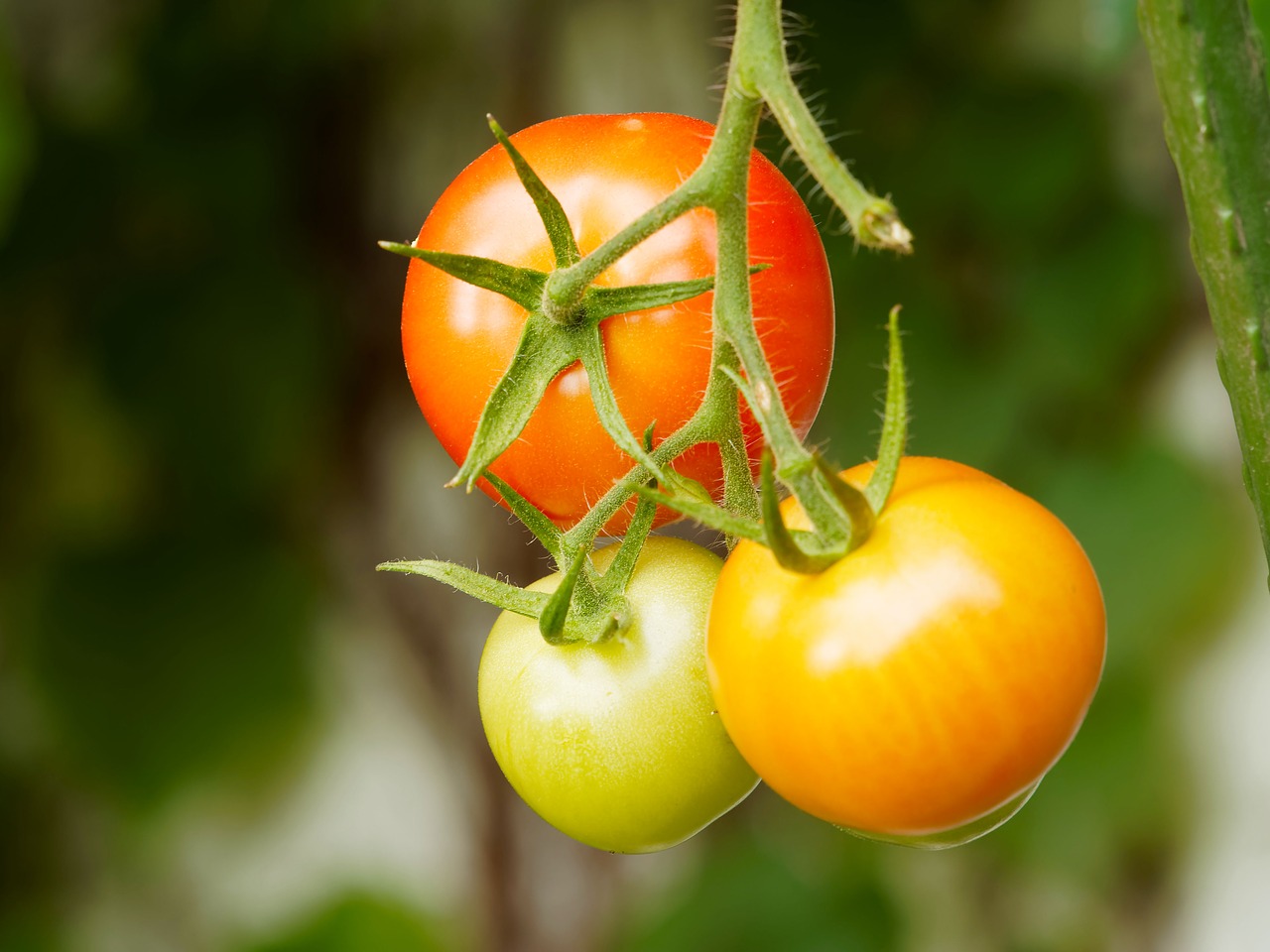 Image - tomatoes fruit vegetables power